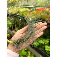 T. funckiana v recurvifolia