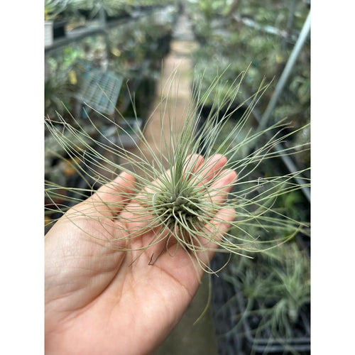 T. fuschii v gracillis (Small)