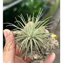 T. fuschii v fuschii