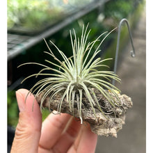 T. fuschii v fuschii