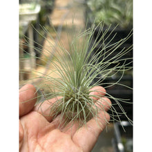 T. Fuschii v gracillis (M)