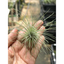 T. Fuschii v gracillis (M)