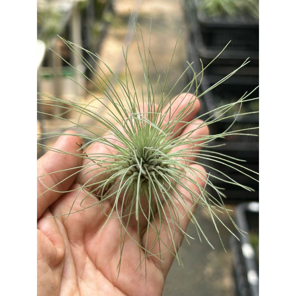 T. Fuschii v gracillis (M)