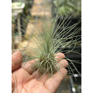 T. Fuschii v gracillis (M)
