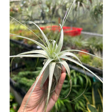 T. gardneri (Small)