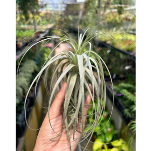 T. gardneri (Medium)