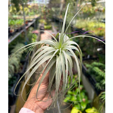 T. gardneri (Medium)