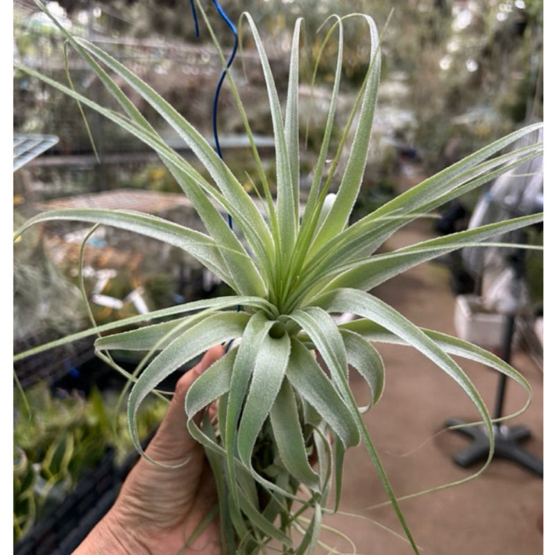 T. gardneri (Large)
