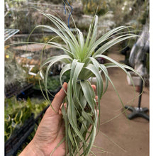 T. gardneri (Large)
