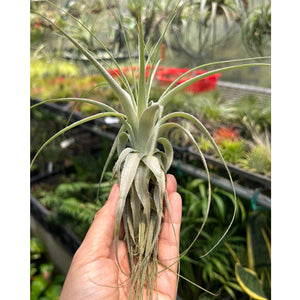 T. gardneri (Small)