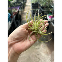 T. glabrior Clump
