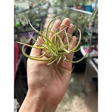 T. glabrior Clump