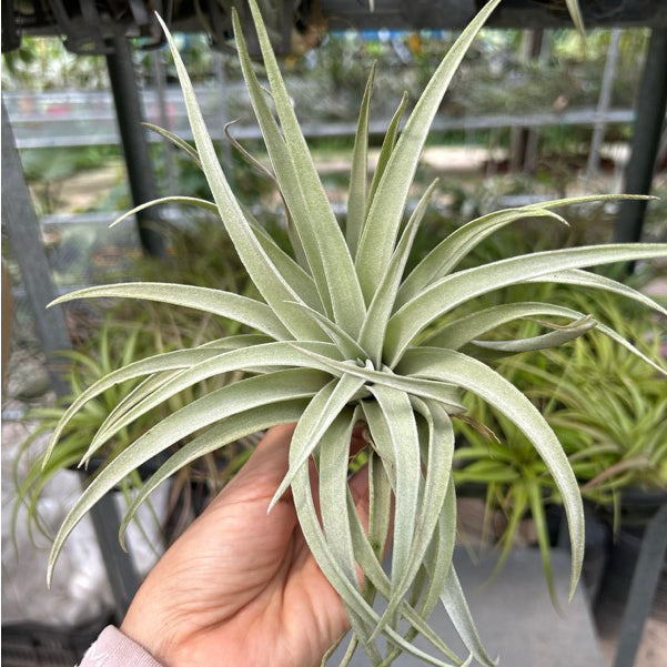 T. harrisii
