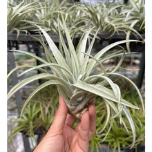 T. harrisii
