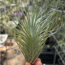 T. heteromorpha (L)