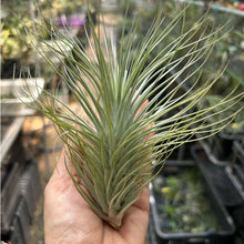 T. heteromorpha (L)