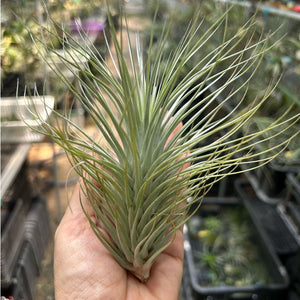 T. heteromorpha (L)