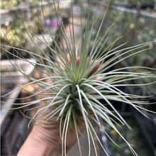T. heteromorpha (L)