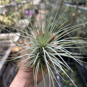 T. heteromorpha (L)