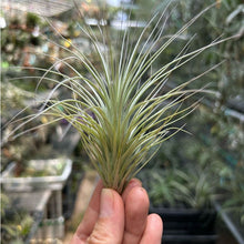 T. heteromorpha (S)