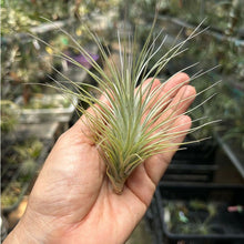 T. heteromorpha (S)