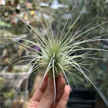 T. heteromorpha (S)