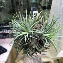 T. ionantha Rubra Clump