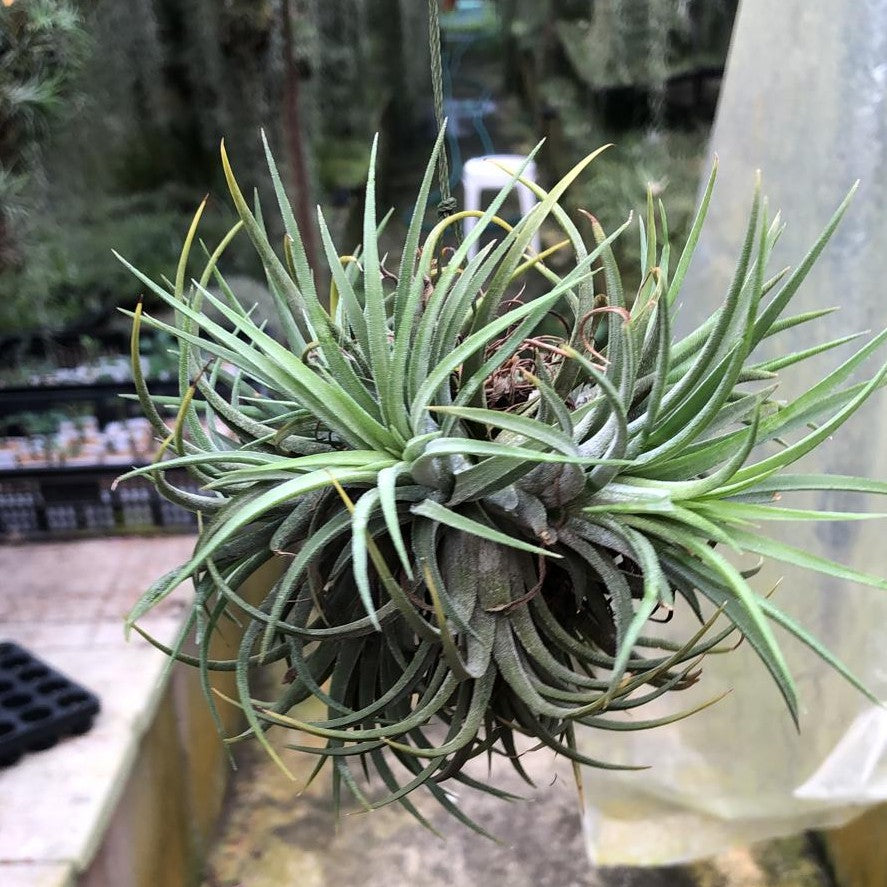 T. ionantha Rubra Clump