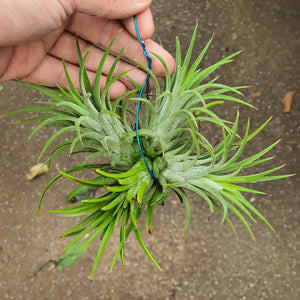 T. ionantha Rubra Clump