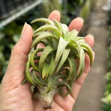 T. ionantha vanhyningii (Jumbo)