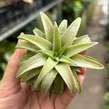 T. ionantha vanhyningii (Jumbo)