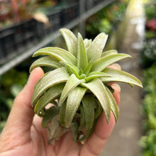 T. ionantha vanhyningii (Jumbo)