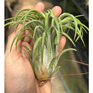 T. ionantha Curly Giant