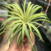 T. ionantha Curly Giant