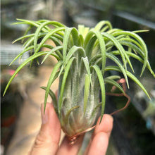 T. ionantha Curly Giant