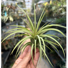 T. ionantha Fat Boy