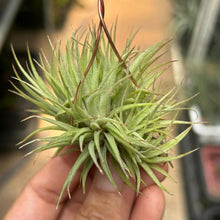 T. ionantha Fat Boy Clump