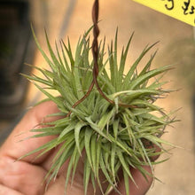 T. ionantha Fat Boy Clump