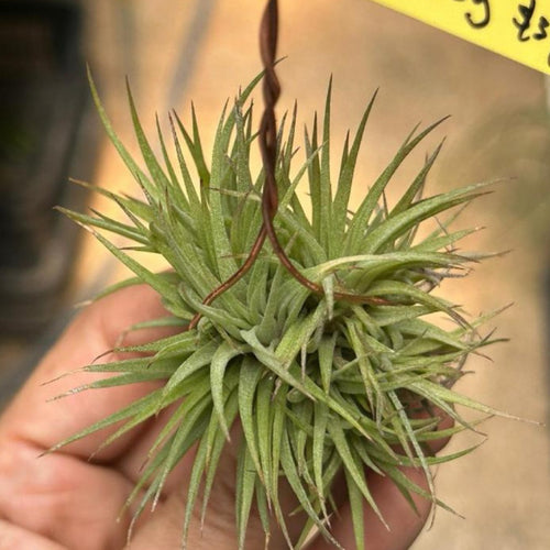 T. ionantha Fat Boy Clump