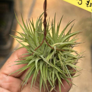 T. ionantha Fat Boy Clump