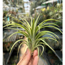 T. ionantha Fat Boy