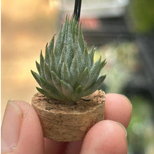 T. ionantha Haselnuss