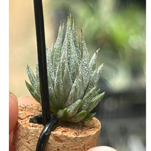 T. ionantha Haselnuss