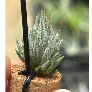 T. ionantha Haselnuss