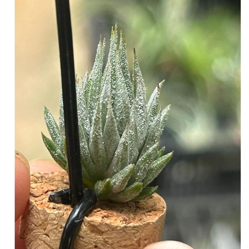 T. ionantha Haselnuss