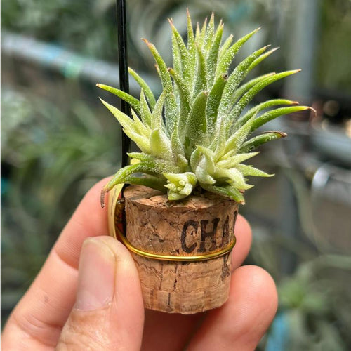 T. ionantha Minnie White Clump