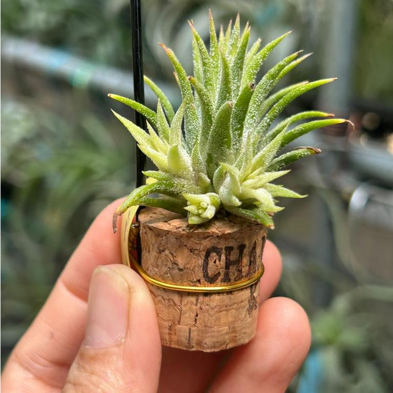 T. ionantha Minnie White Clump – Pick a Plant Online