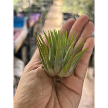 T. ionantha Pine Cone
