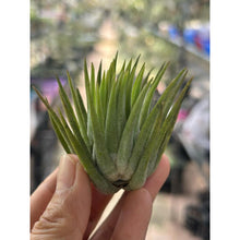 T. ionantha Pine Cone