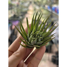 T. ionantha Pine Cone